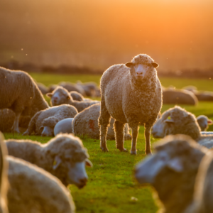 Flock of sheep in a field.