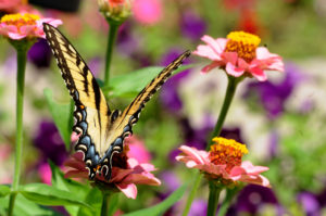 Butterfly in the St. Paul's Monastery Garden