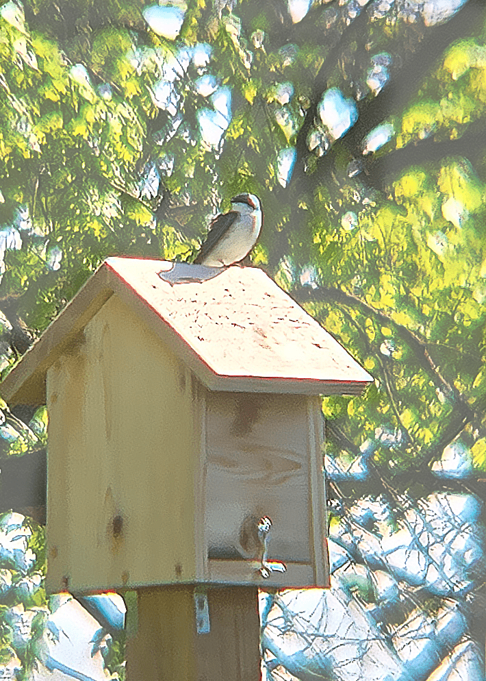 Benedictine Birding
